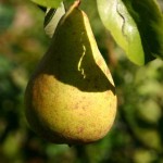 Pears, a wellness powerhouse
