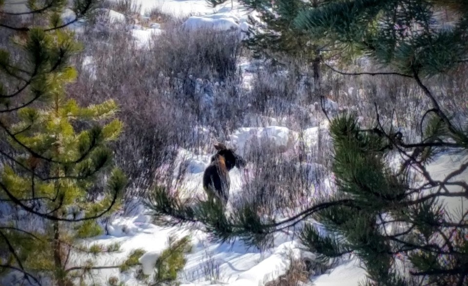 Actual moose on one of my snowshoes in RMNP